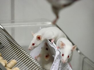 Symbolbild Mäuse im labor.